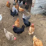 Bed and Breakfast Kreativgard Hoge